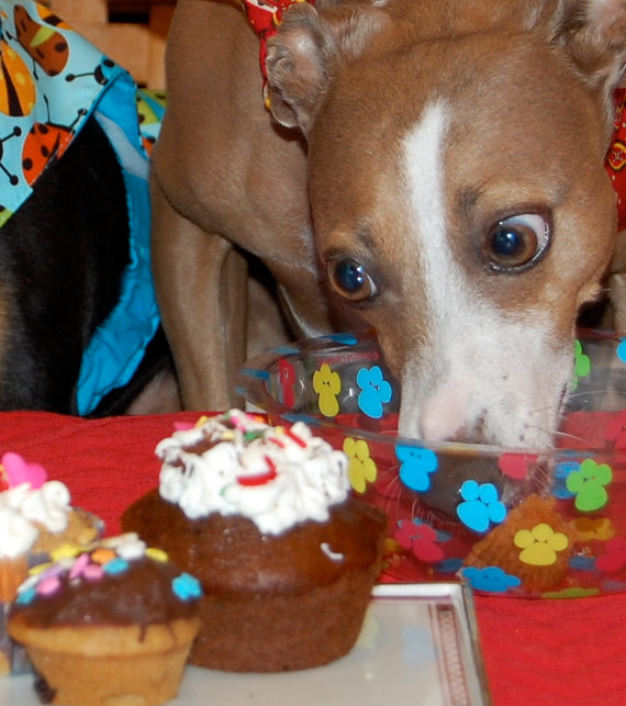 Healthy, Organic Birthday Treats For Dogs