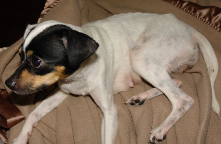 Donations To Help Pets In Need