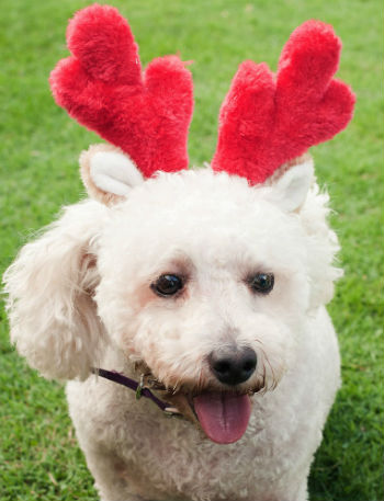 Christmas Themed Bow Ties, Hats for Dogs