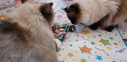 My Sweet Lily and Sister Akemi, Ragdoll kitties with a cat nip lolli pop and birthday cookies.