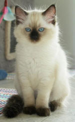 Ragdoll