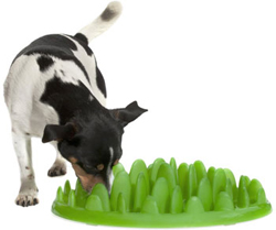 Choosing a Dog Food Bowl for Fast Eaters