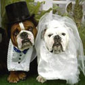 Dog Weddings