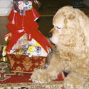 Get Well Dog Gifts