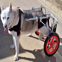 Dog Mobility / Wellness