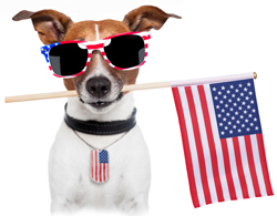 4th of July Dog