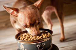 Chihuahua Eating Food