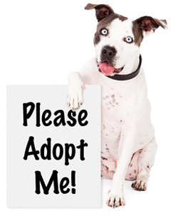 Dog With Adopt Me Sign