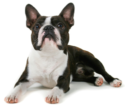 Boston Terrier