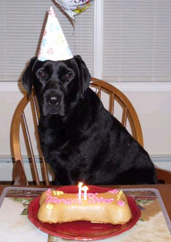 Birthday Cakes For Dogs: Big Selection, All Natural Ingredients