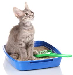 Cat in Litter Box