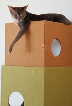 Cat on Cat Tower