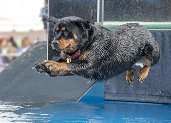 Dog Diving Off Dock