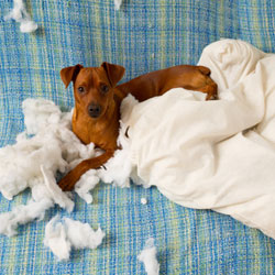 Dog Destroying Blanket