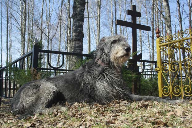 Dog at Graveyard