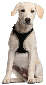 Dog Wearing Harness