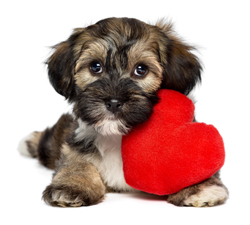 Cute Dog with Heart Shaped Toy