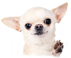 Chihuahua Showing Trimmed Nails