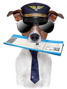 Dog Dressed Like Pilot