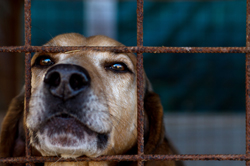 Dog at Shelter