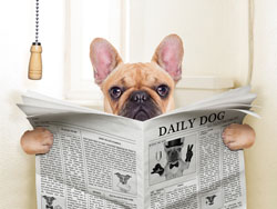 Dog Reading Newspaper on Toilet