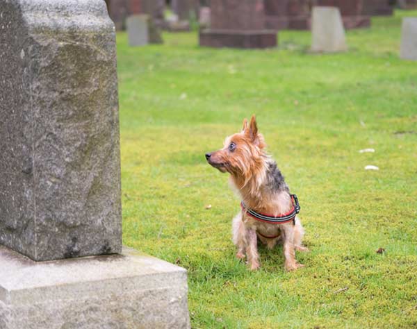 Dog in Front of Tombstone