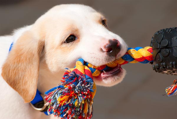 Dog Playing With Rope Toy