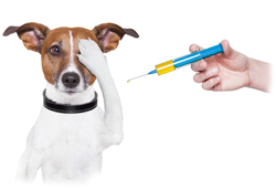 Dog Getting Vaccination