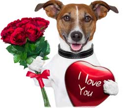 Cute Dog With Valentines Gifts