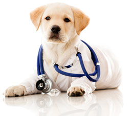 Dog With Stethoscope