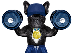 Dog Lifting Weights