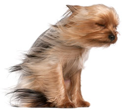 Dog With Hair Blowing in Wind