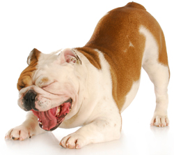 Dog Yawning