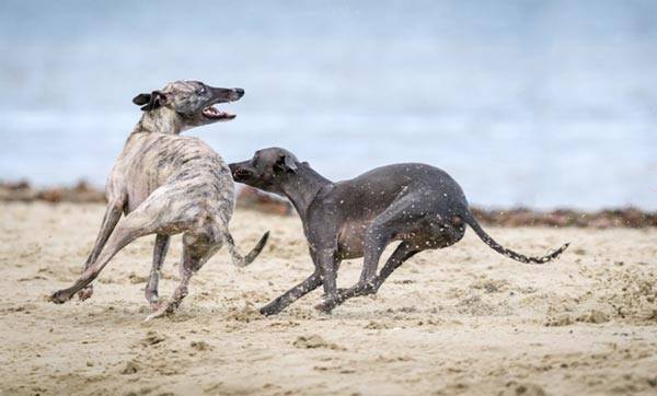Dogs Playing in Sand