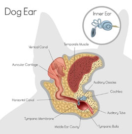 Dog Inner Ear Diagram