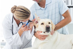Vet Examining Ears of Dog