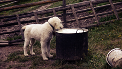 Dog Drinking From Large Food Pot