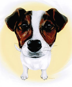 Jack Russell Terrier