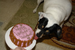 Dog Birthday Party