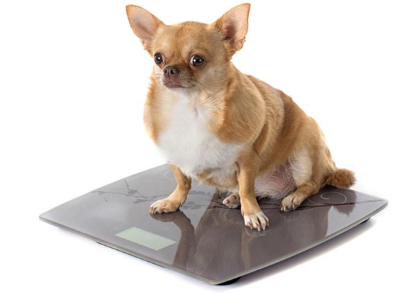 Overweight Chihuahua