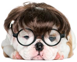 Cute Dog With Glasses