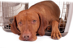 Dog in Crate