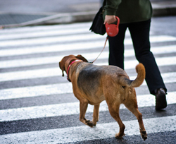 Dog on Retractable Leash in Crosswalk