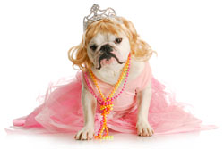 English Bulldog Dressed Like Princess