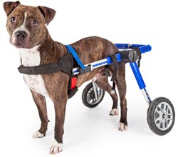 Dog in Wheelchair
