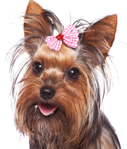 Yorkshire Terrier With Bow in Hair