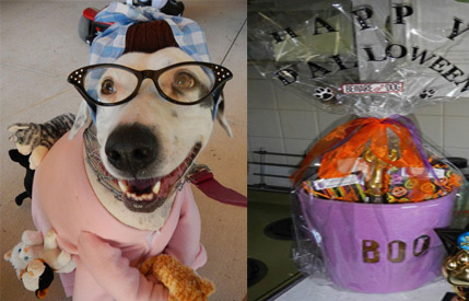 winner of the Dalmatian Rescue Tampa Dalloween costume contest receives a Pampered Paw Gifts custom Halloween Gift Basket 