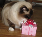 happy cat with birthday treats from pampered paw gifts