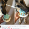 Organic Any Occasion Birthday Cake For Dogs (Blue) - Image 2
