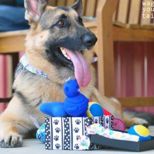 Dog Birthday Gifts and Toys